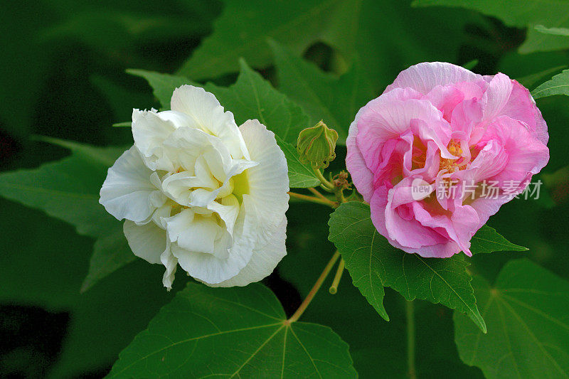 木槿/南方玫瑰/棉花玫瑰花